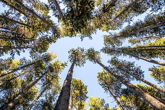 Tall Trees