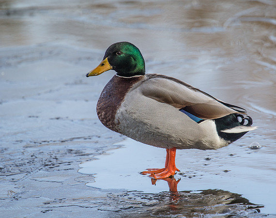 Walking on Thin Ice