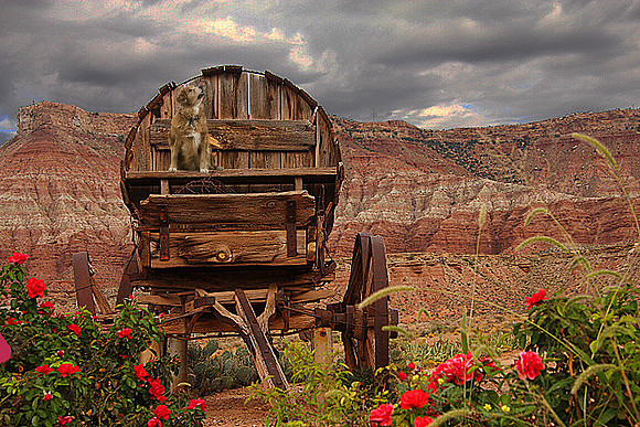 Western Dog
