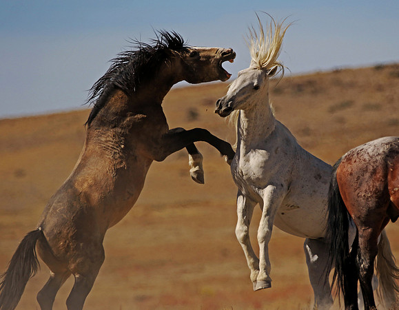 Wild Horse Encounter