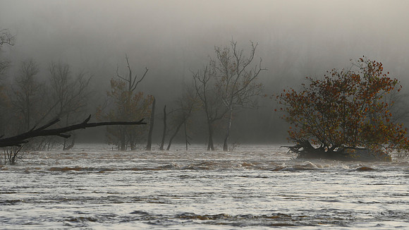 Pony Pasture Fog at Dawn