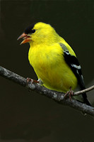 Gold Finch with Tongue-Carole Hagam