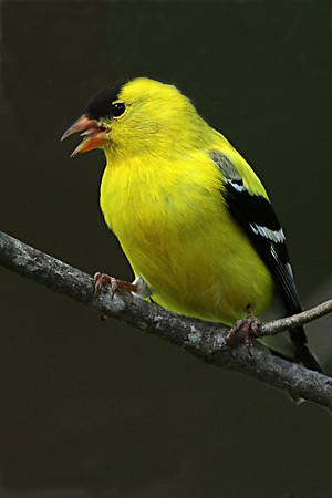 Gold Finch with Tongue-Carole Hagam