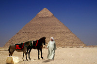 Egyptian Horses