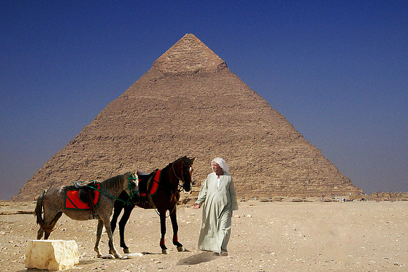 Egyptian Horses
