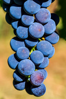 Red Wine Grapes