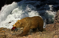 Salmon for Dinner