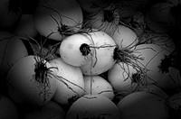 Onions