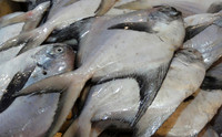 Fish For Sale