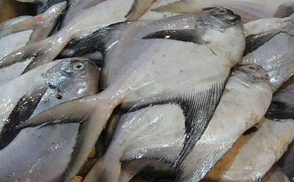 Fish For Sale
