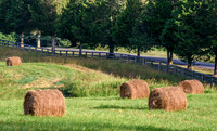 Fresh Hay-Food for the Horses