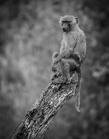 Tanzanian Monkey