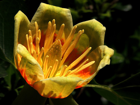Tulip Poplar Blossom