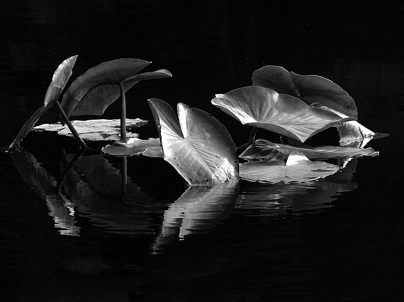 Lily Pad Reflections