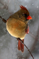 Female Cardinal in Snow