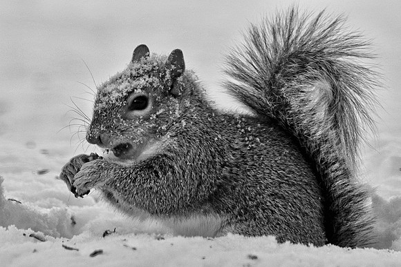 Surviving on Nuts