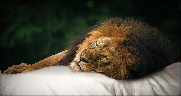 The Lion Sleeps Tonight