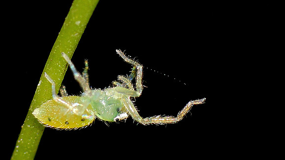 Tiny Green Spider