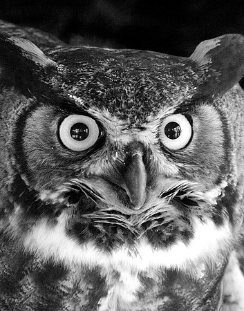 Owl Be Seeing You
