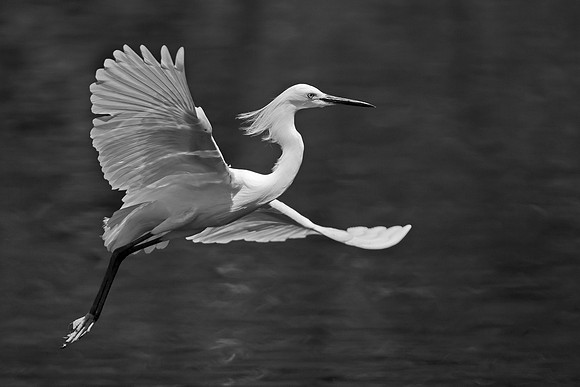 Light in Flight