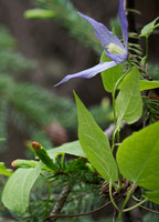 Wildflowers, Jasper NP
