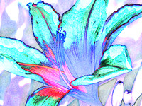 Day Lily