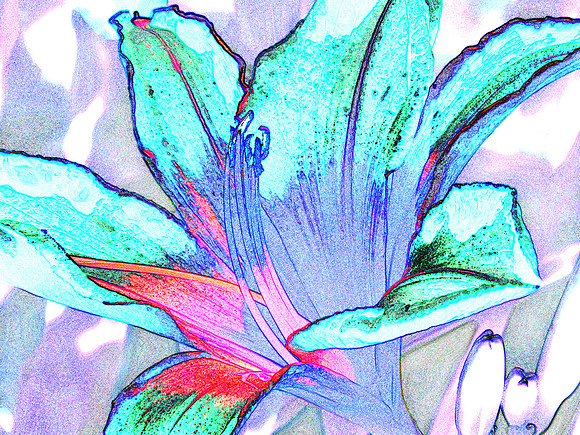 Day Lily