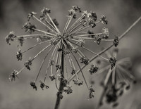 Dead Flower