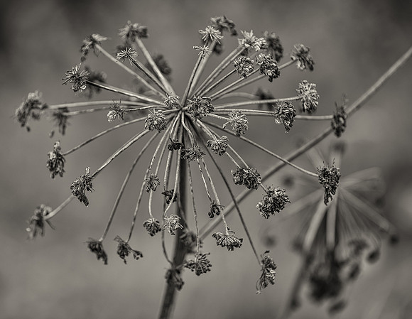 Dead Flower