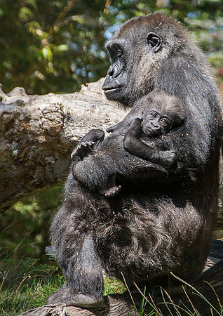 San Diego 2015 - Zoo