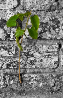 Life will find a way