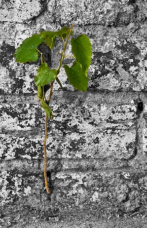 Life will find a way
