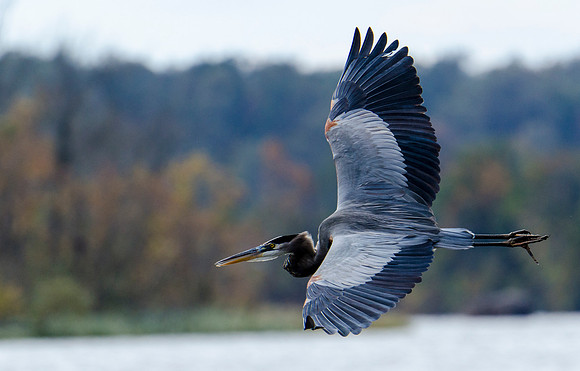 Blue Heron in Flight