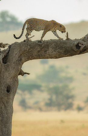 Leopard in Tree