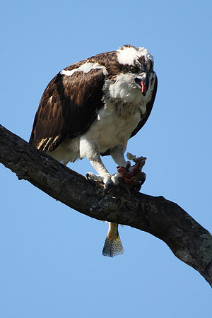 Osprey with Fish