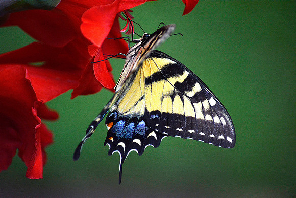 Tiger Swallowtail on Red