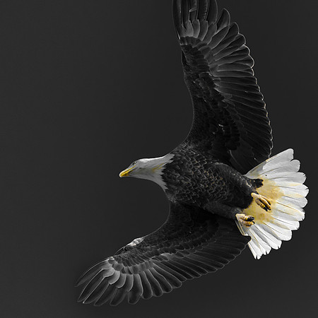 Majesty