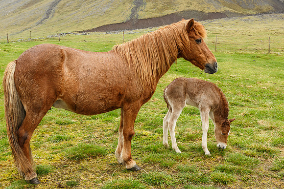 Icelandic Mare & Foal