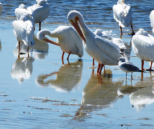 White Pelican Preening