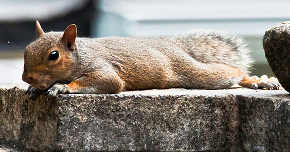 Squirrel day afternoon