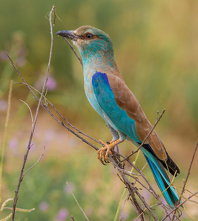 Lilac Breasted Roller