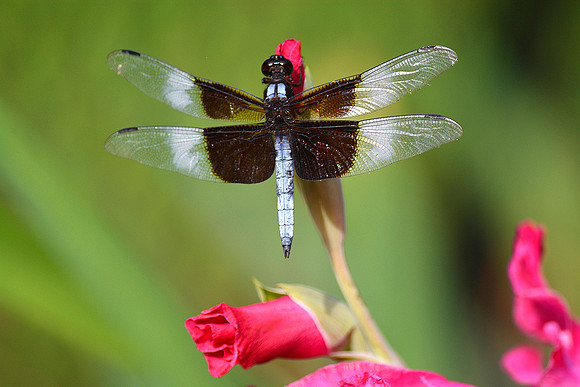 Dragon Fly on Red