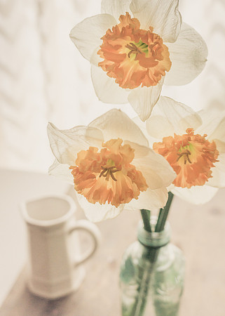 Daffodils