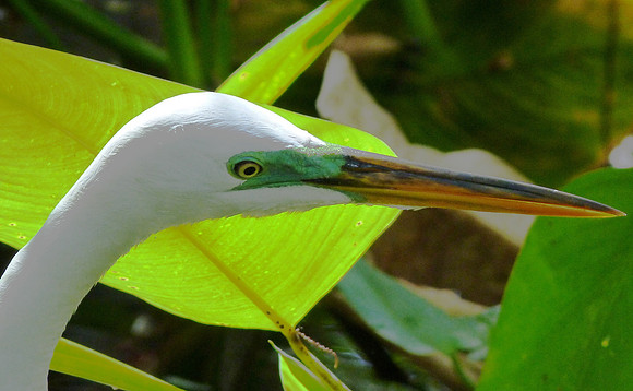Great Egret