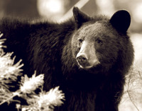 Bearly Visible