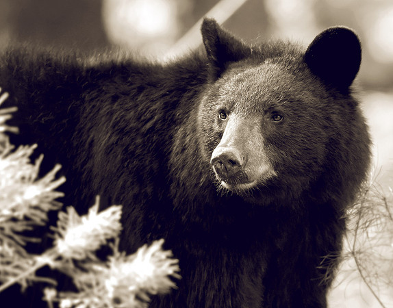 Bearly Visible