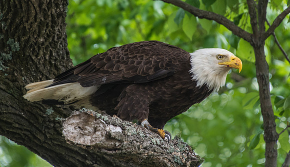 Five Star Eagle