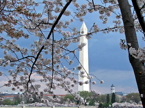 Cherry Blossom Time