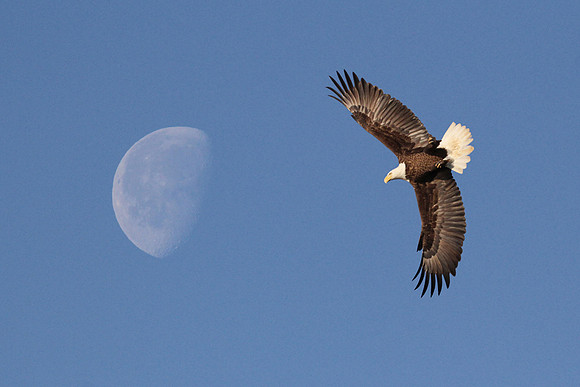 Fly Me to the Moon