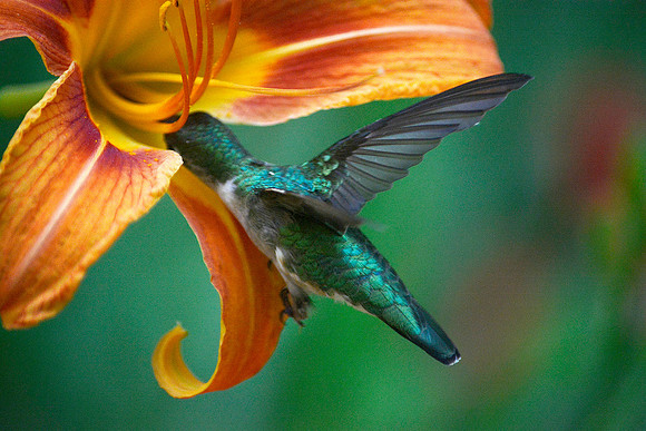 Hummingbird on Daylilly